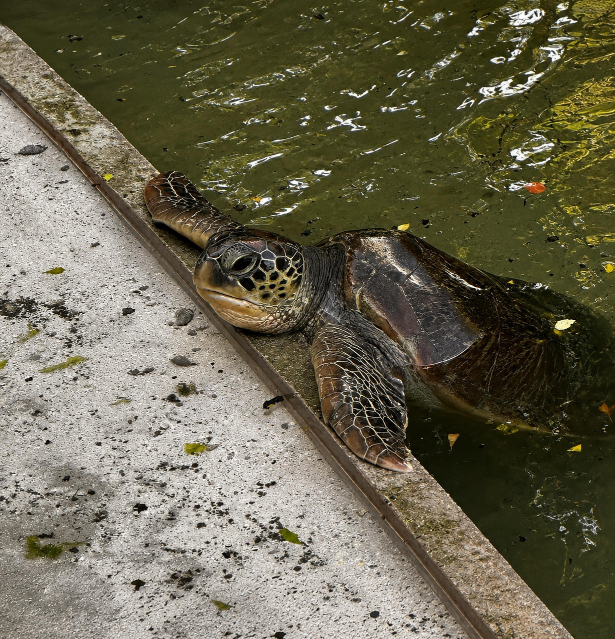 Sea Turtle Conservation